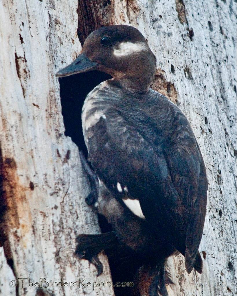 Bufflehead Female At Nest Cavity by TheBirdersReport.com is licensed under CC BY-NC-SA 2.0
